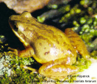 Upland Chorus Frog Pseudacris triseriata feriarum