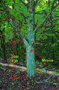 tree with branch or gall diameter breast height