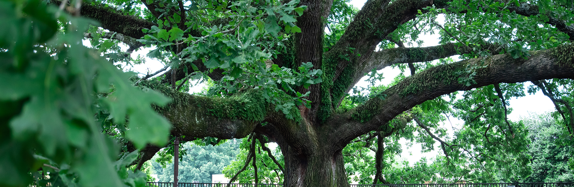 beautiful centennial oak on clemson university campus