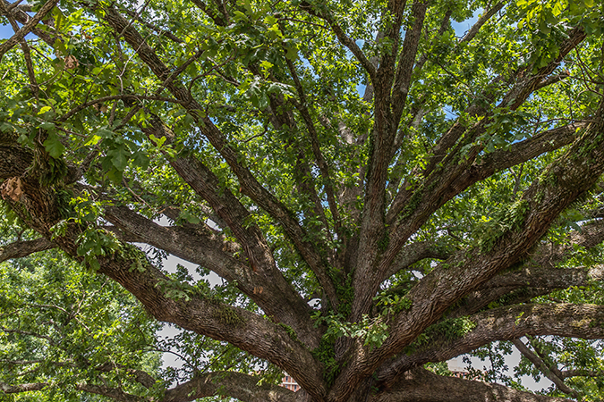 centennial bur oak on clemson university campus