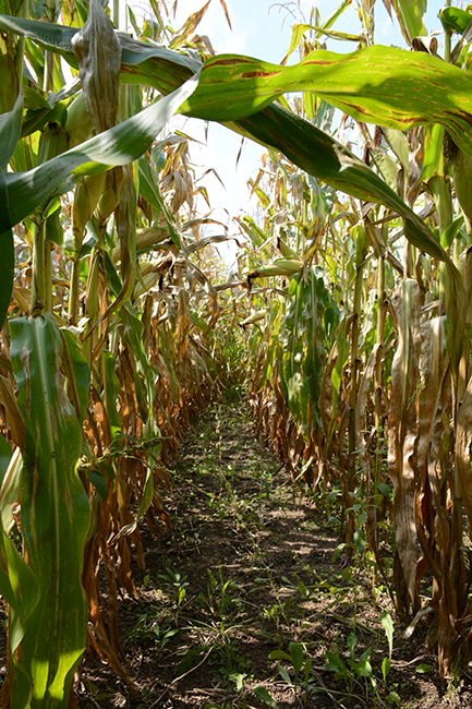 a row of corn crop
