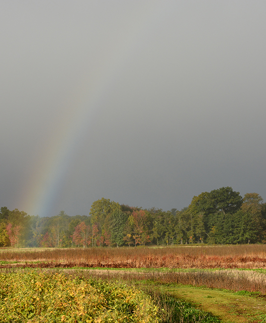 rainbow over field