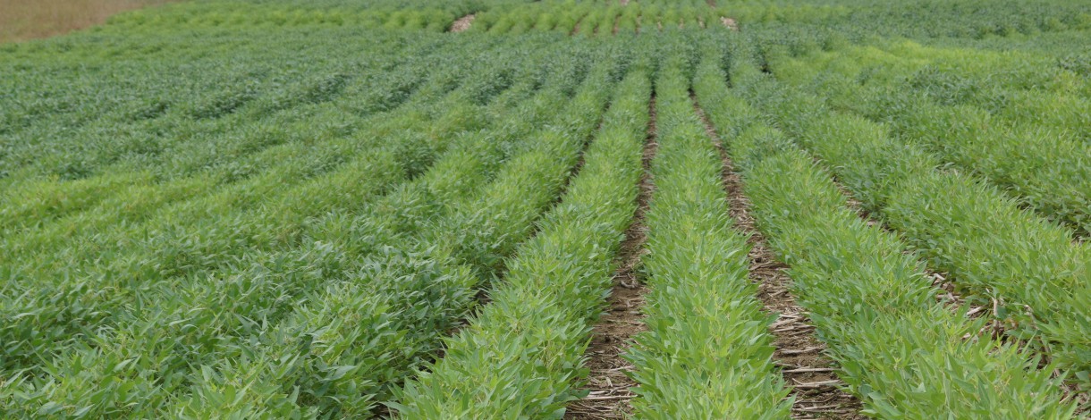 rows of soybean crop