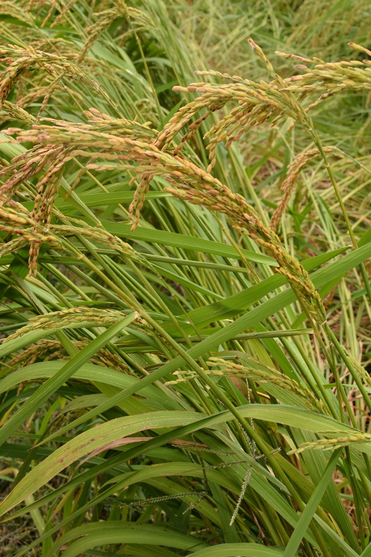 wheat crop