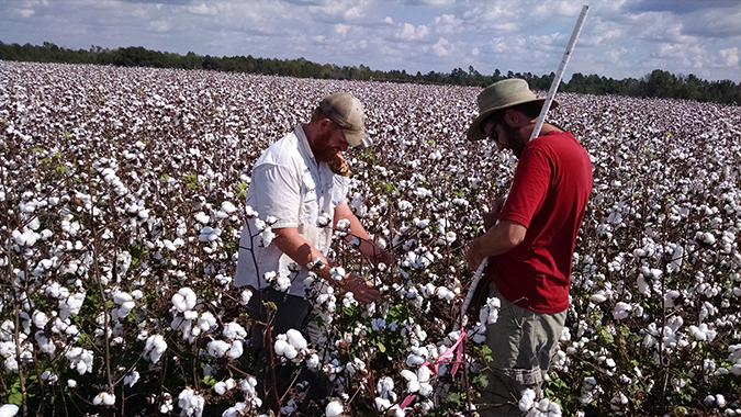 farmers standing in a cotton field