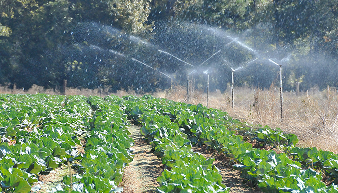 irrigation system spraying green leafy crop