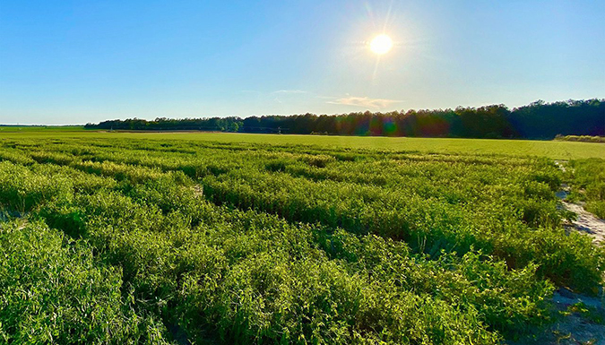 pea crop in field with sun shining overhead