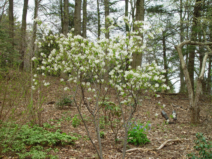 amelanchier x grandifolia also known as apple serviceberry