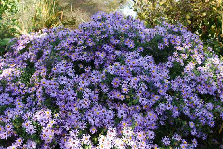 Aromatic Aster