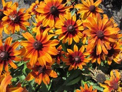 black-eyed susan