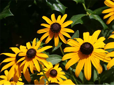 black eyed susan