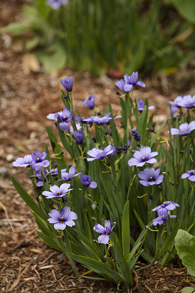 blue eyed grass