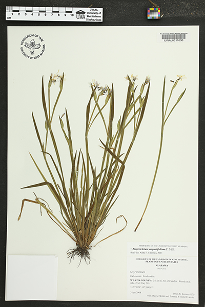 Blue eyed grass specimen