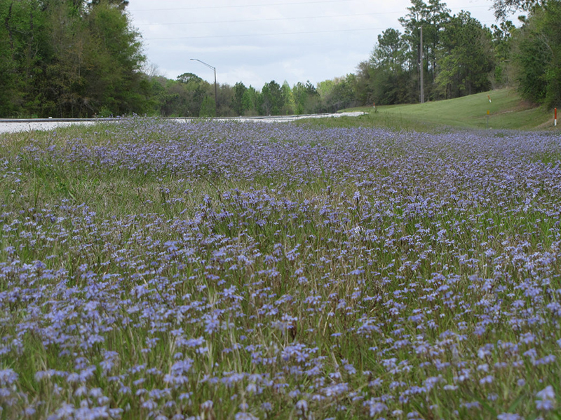 Field of blue eyed grass in bloom