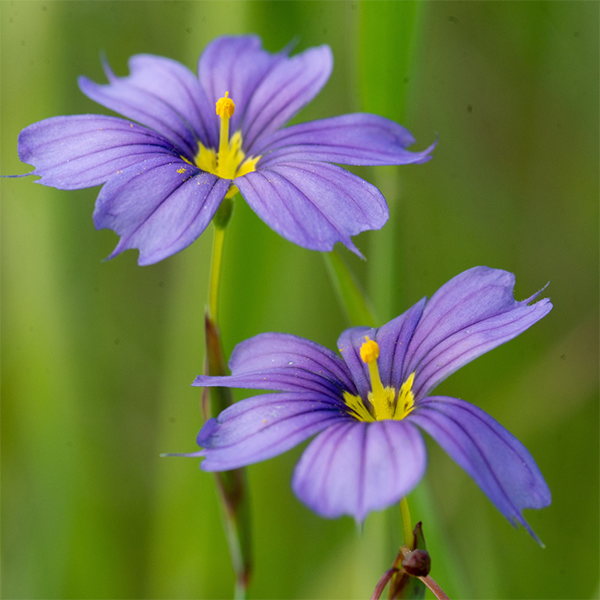 Close up blue eyed grass