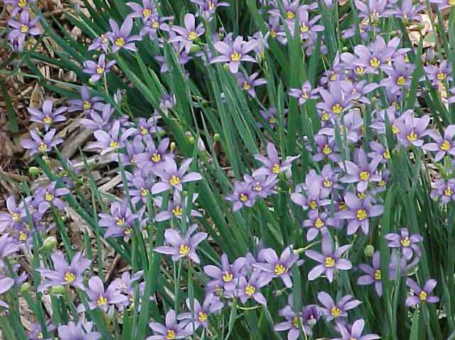 blue eyed grass