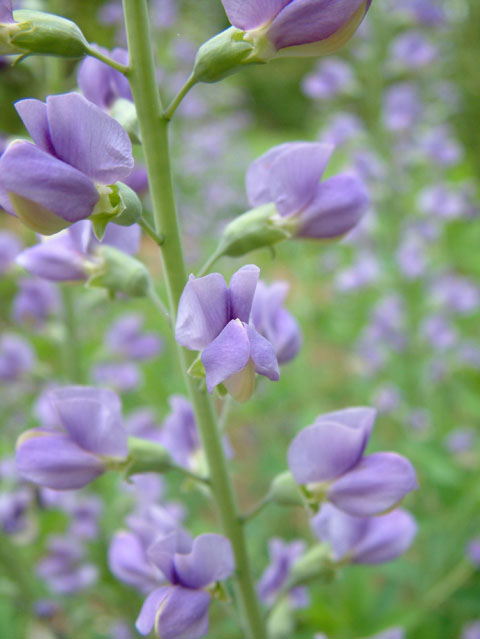 Blue false indigo