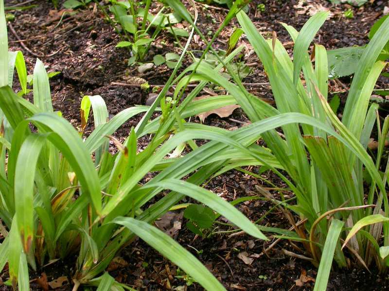 Blue Wood Sedge