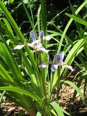 Harlequin Blueflag