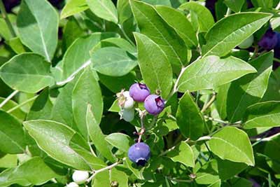 burgundy wild lowbush blueberry