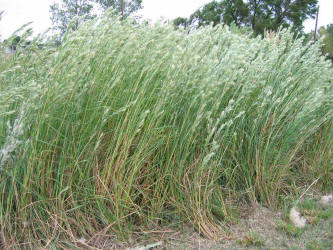 Bushy Bluestem