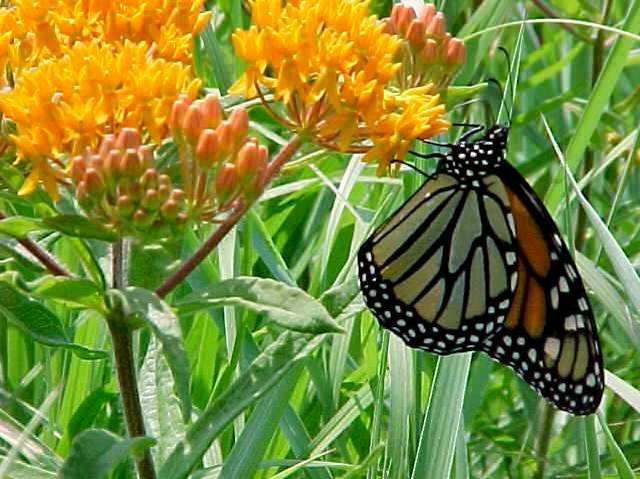 Butterfly Weed