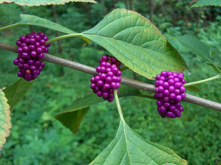 Close up of the berries
