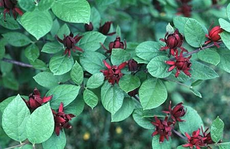 Carolina Allspice