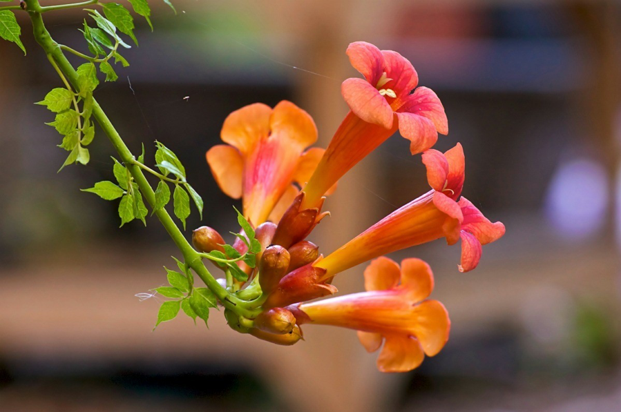 Campsis radicans