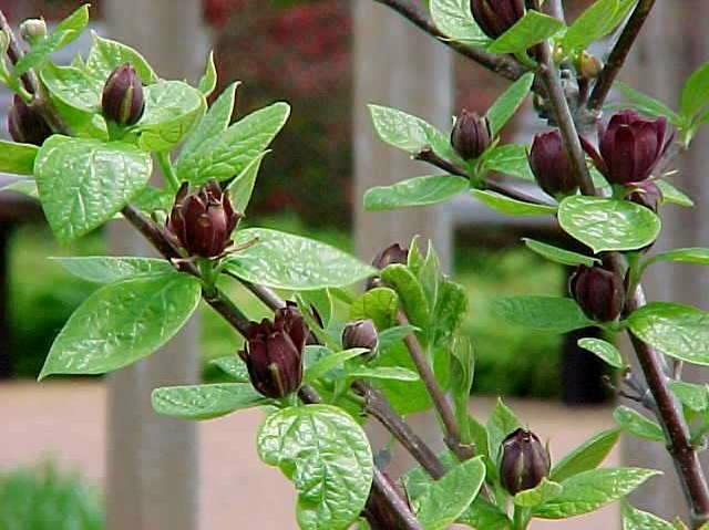 Carolina Allspice