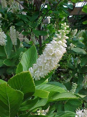 Close up of flower