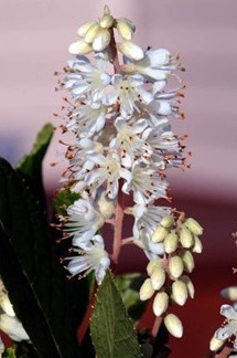 Clethra alnifolia picture a