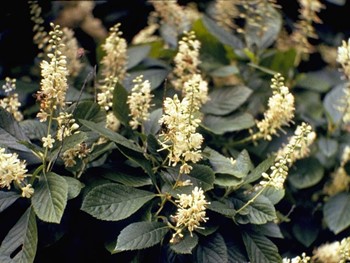 Clethra alnifolia picture b