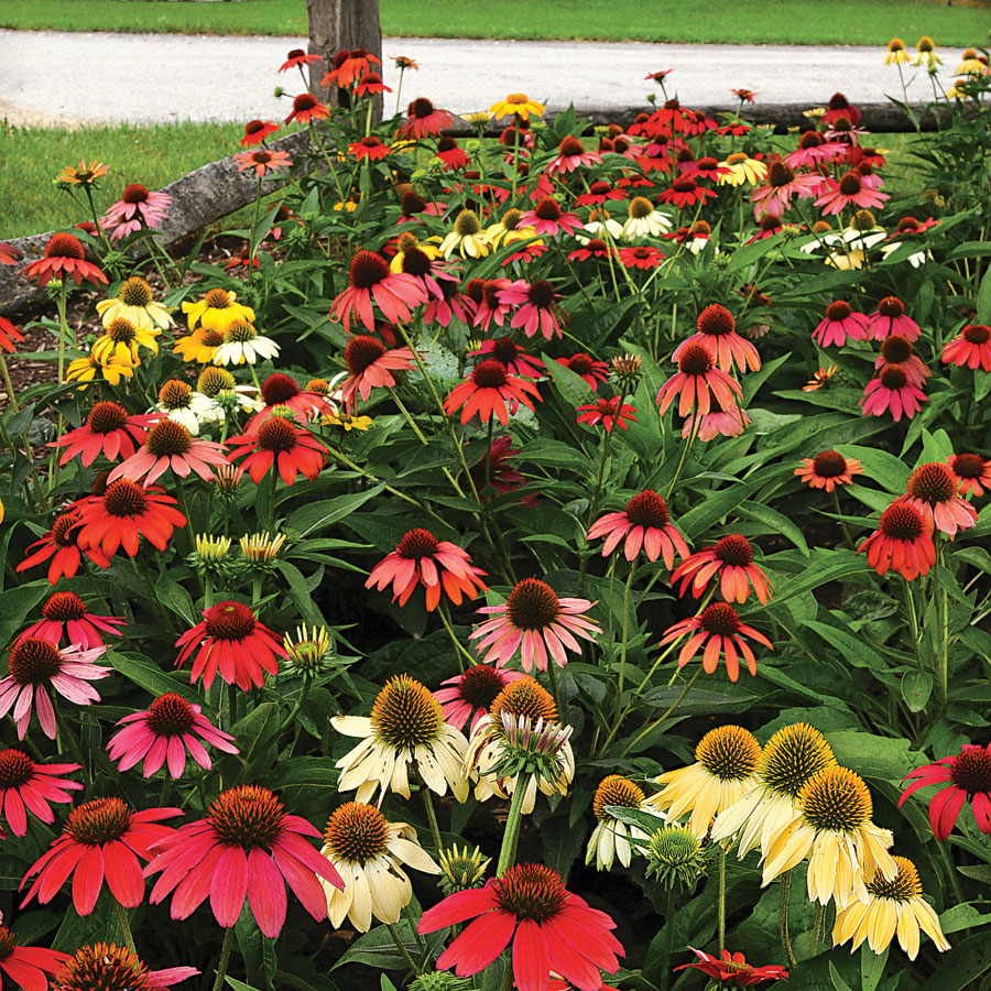 Echinacea Coneflower