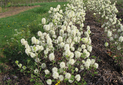 Dwarf fothergilla