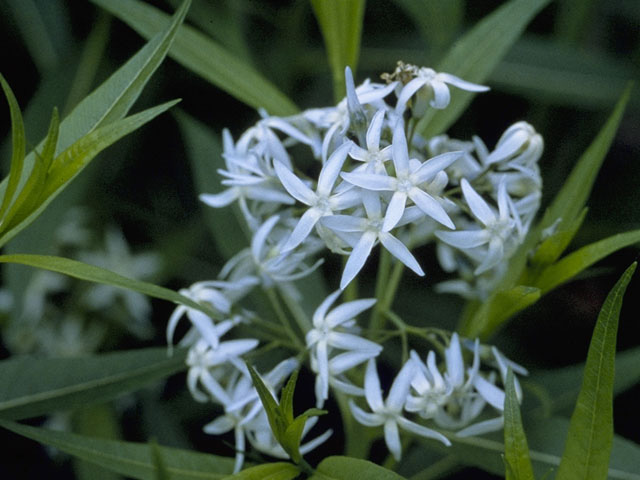 Eastern Bluestar