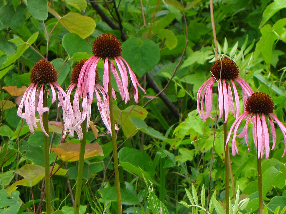 echinacea laevigata also known as smooth coneflower