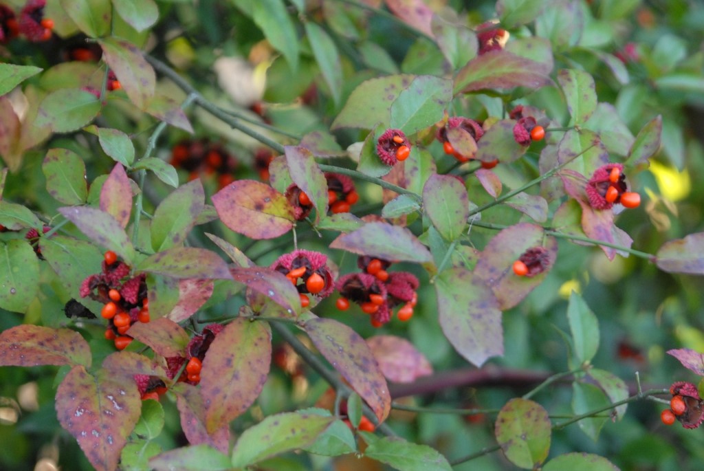 euonymus americanus American strawberry bush