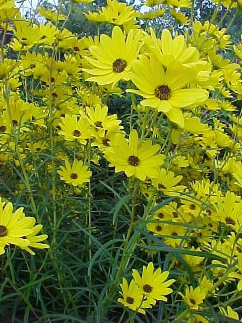 Willow-leaved sunflower 