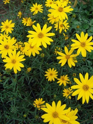 Florida Sunflower