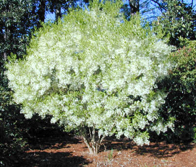 Fringe Tree