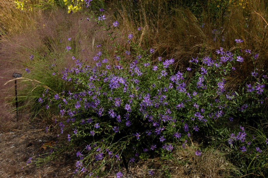Georgia Aster