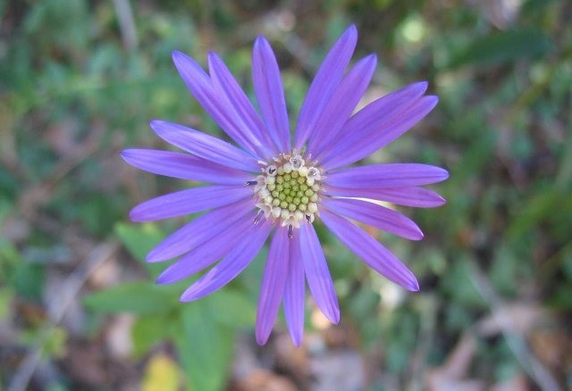 Georgia Aster
