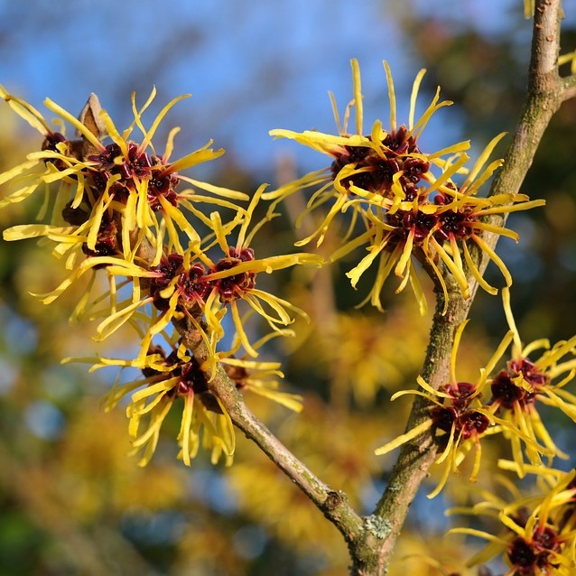 Hamamelis virginiana: 'Witch Hazel', College of Agriculture, Forestry and  Life Sciences