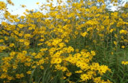 Swamp Sunflowers