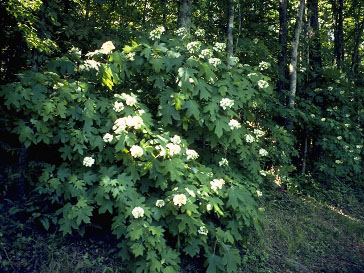 White flowers in the Summer