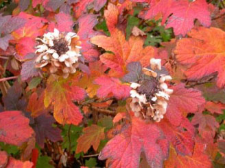 Flowers turning purple in Winter