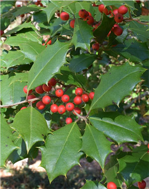 Close up of berries and leaves
