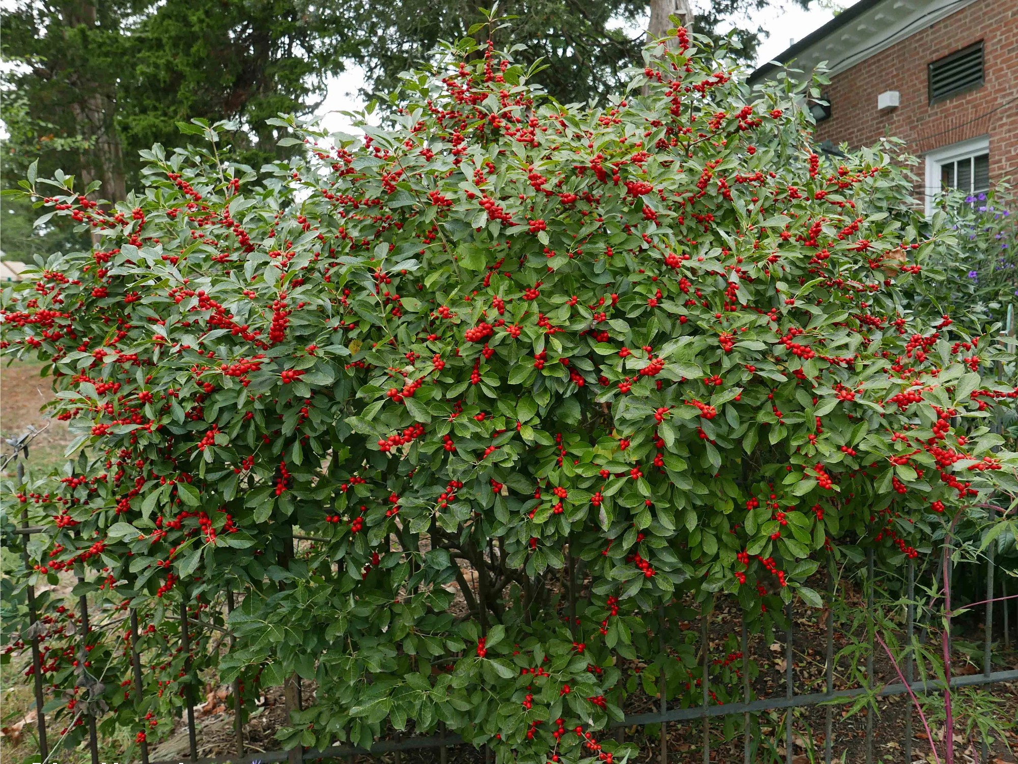 Image of Winterberry (Ilex verticillata) shrub