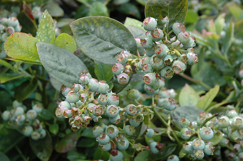 Burgundy Wild Lowbush Blueberry